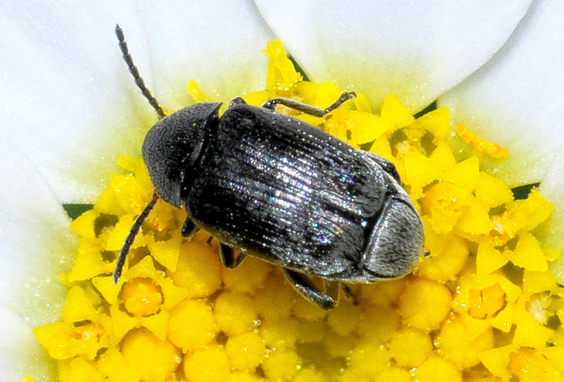 Bruchidius sp. (cfr.), Chrysomelidae Bruchinae